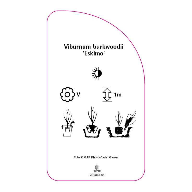 viburnum-burkwoodii-eskimo-0