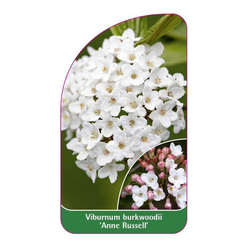 viburnum-burkwoodii-anne-russell-1
