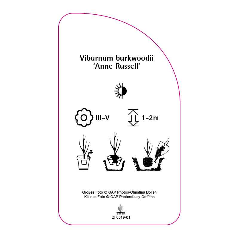 viburnum-burkwoodii-anne-russell-0
