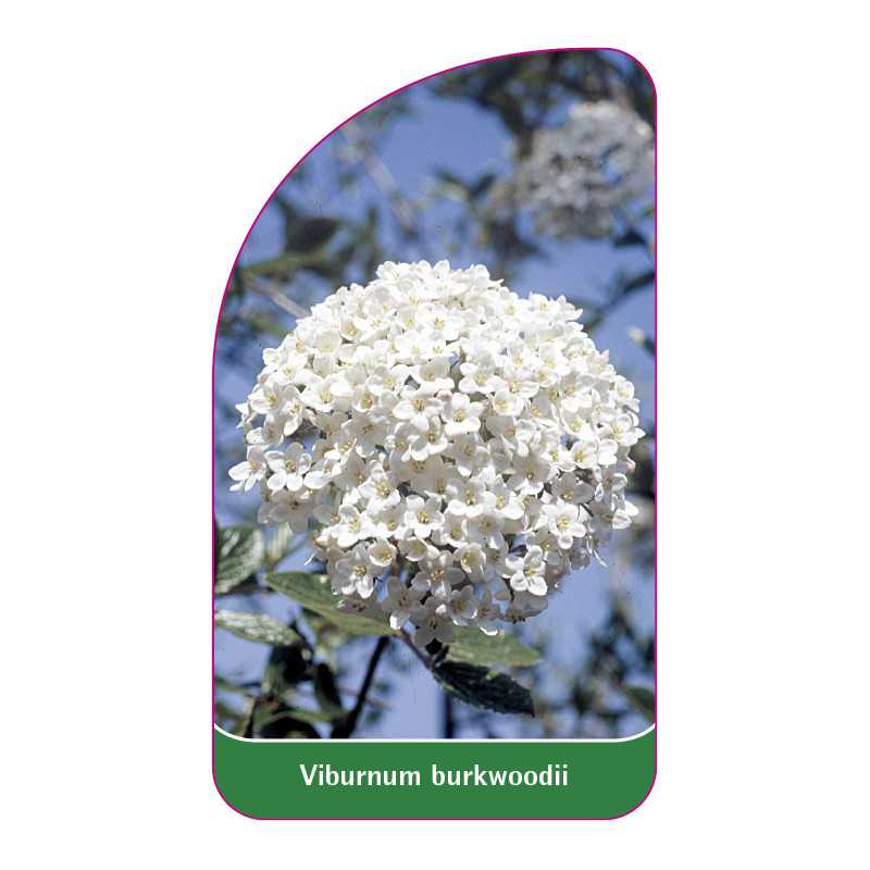 viburnum-burkwoodii1
