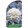 viburnum-burkwoodii1