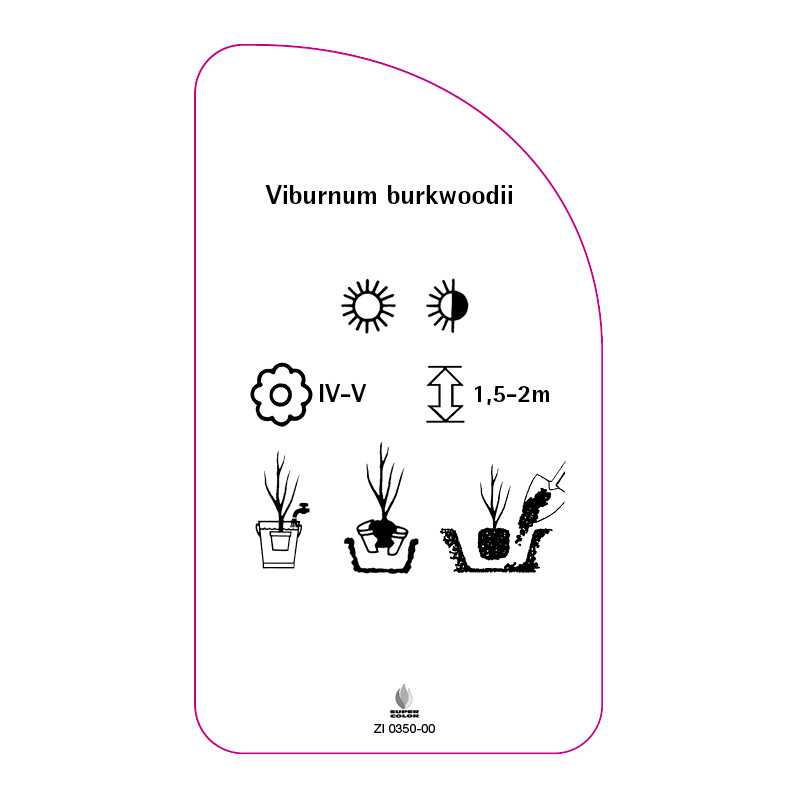 viburnum-burkwoodii0