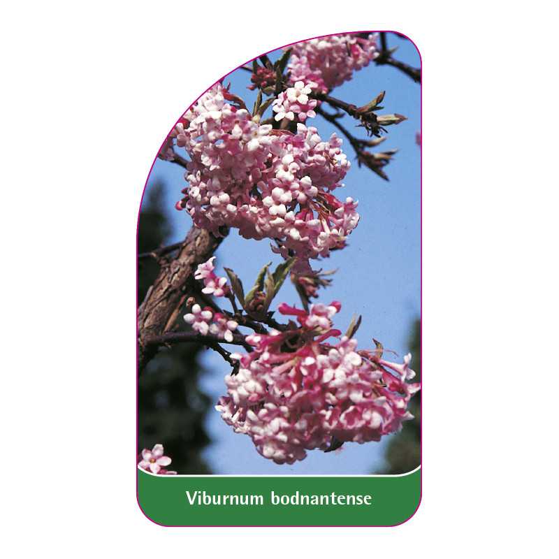 viburnum-bodnantense1