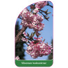 viburnum-bodnantense1