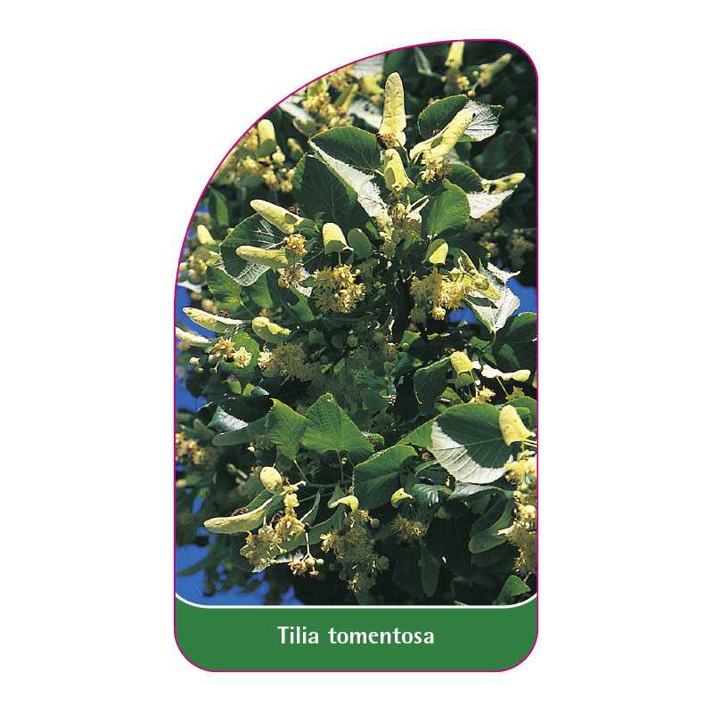 tilia-tomentosa1