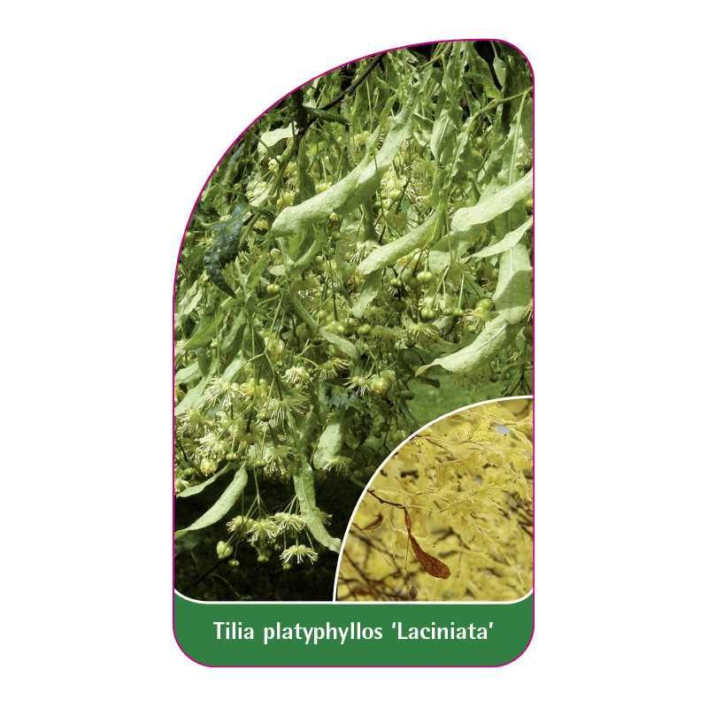 tilia-platyphyllos-laciniata-1