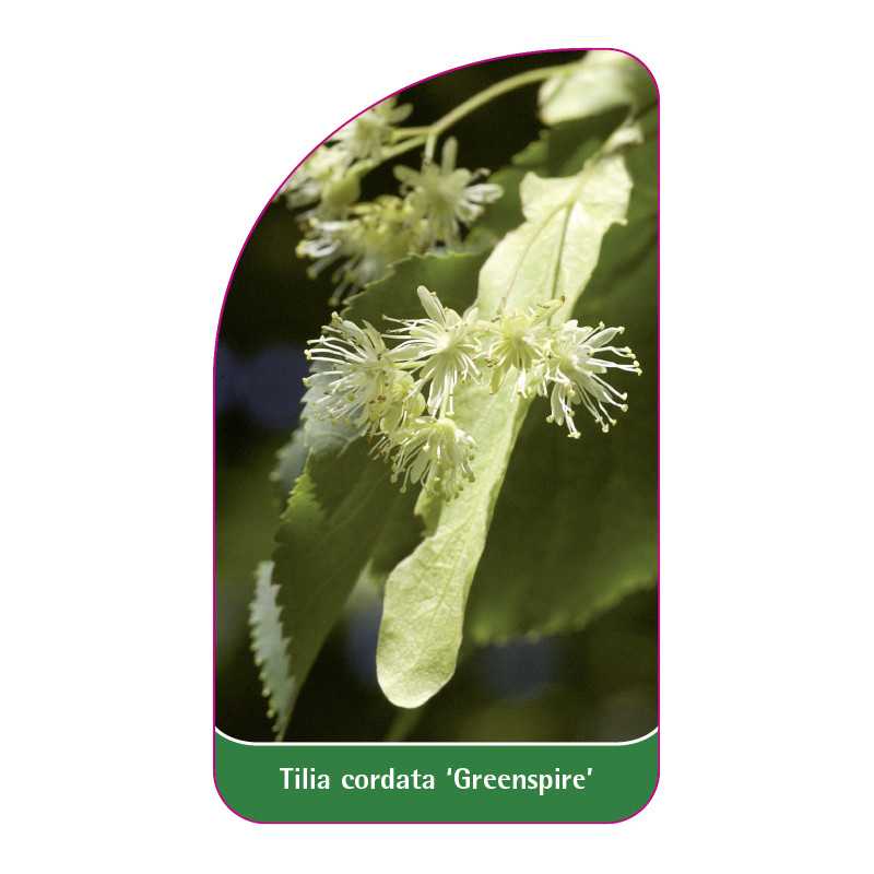 tilia-cordata-greenspire-1