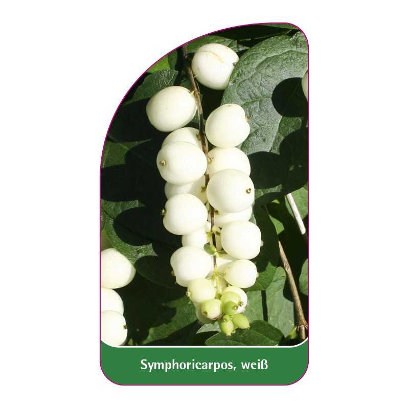 symphoricarpos-weiss1