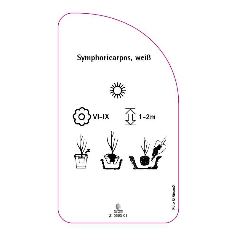 symphoricarpos-weiss0