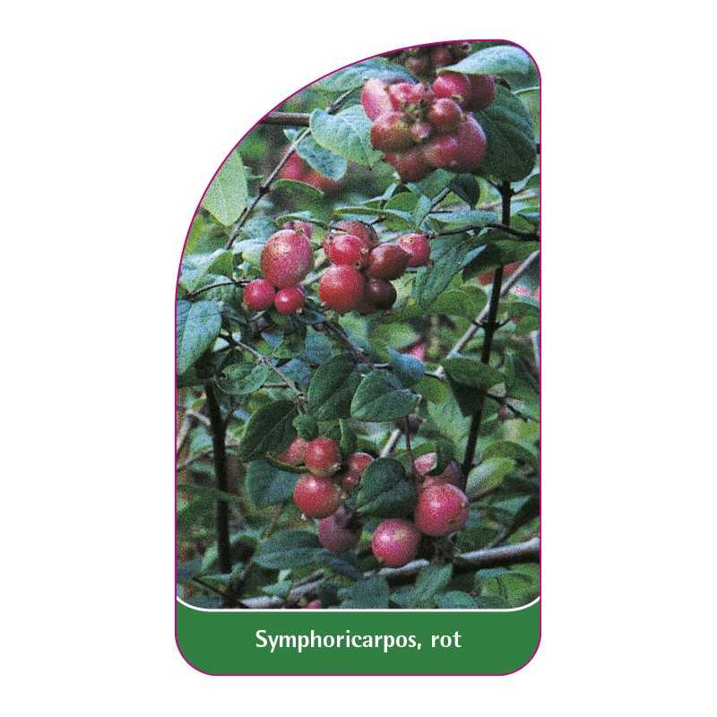 symphoricarpos-rot1