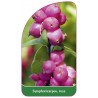 symphoricarpos-rosa1