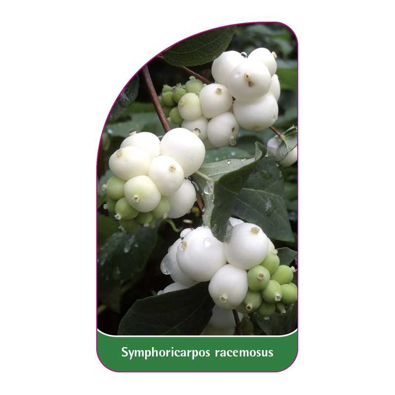 symphoricarpos-racemosus1