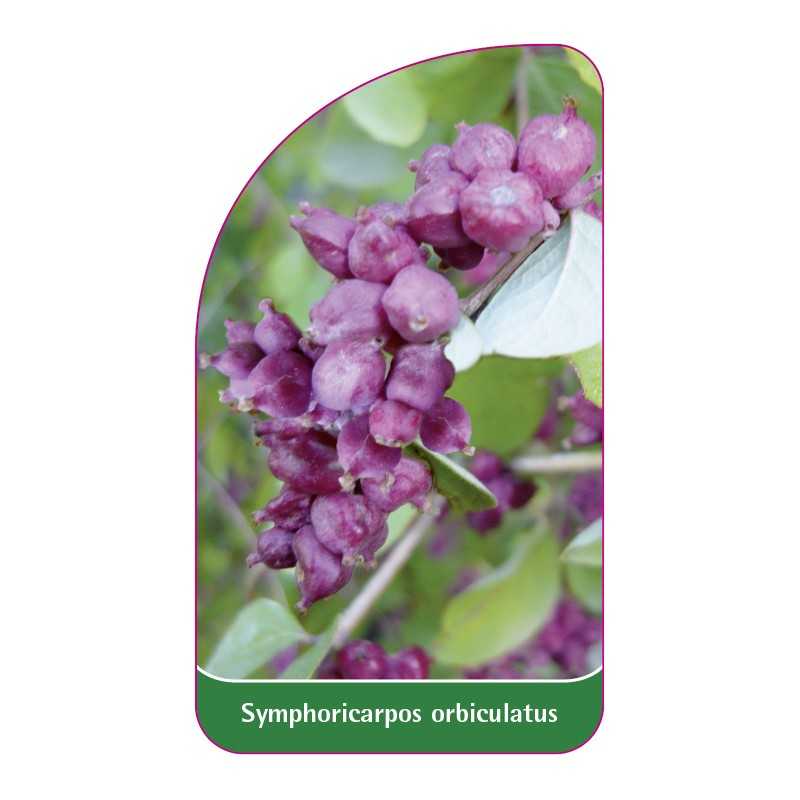 symphoricarpos-orbiculatus1