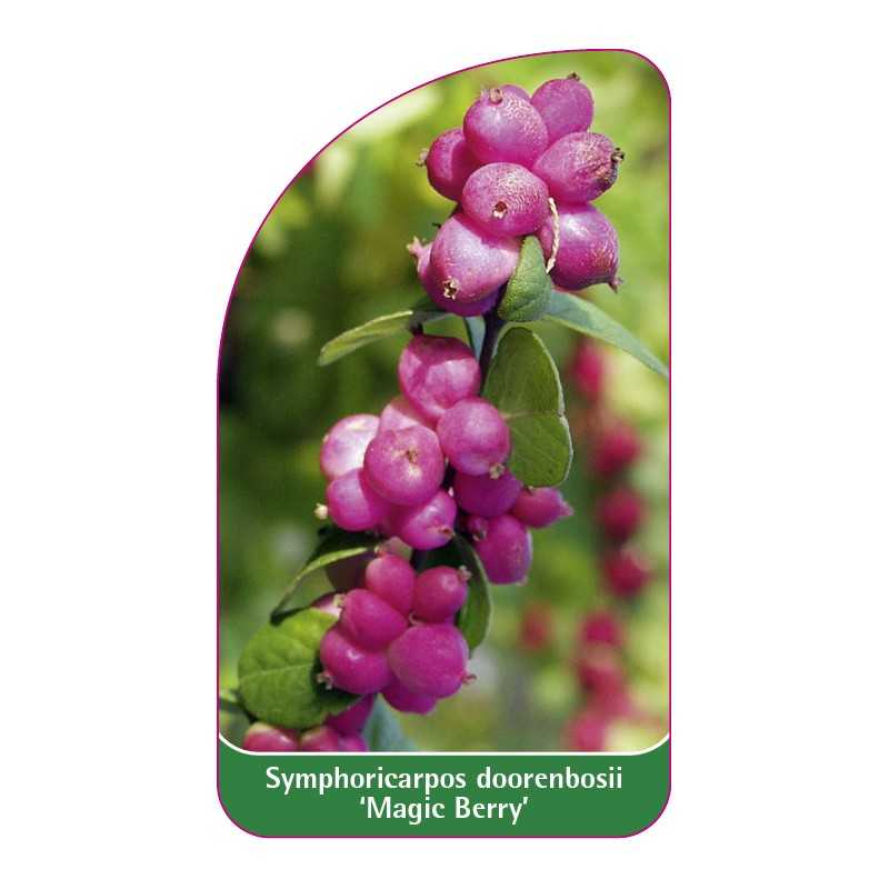 symphoricarpos-doorenbosii-magic-berry-1