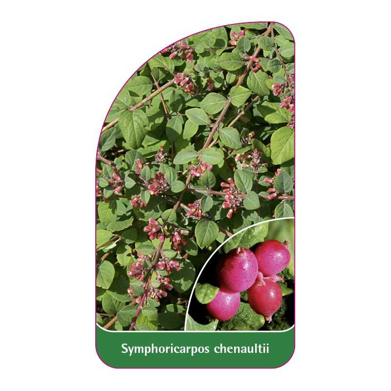 symphoricarpos-chenaultii1
