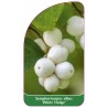 symphoricarpos-albus-white-hedge-1