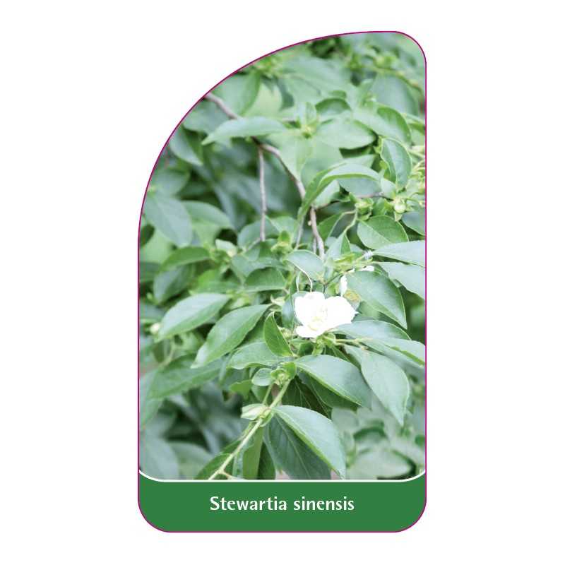 stewartia-sinensis1