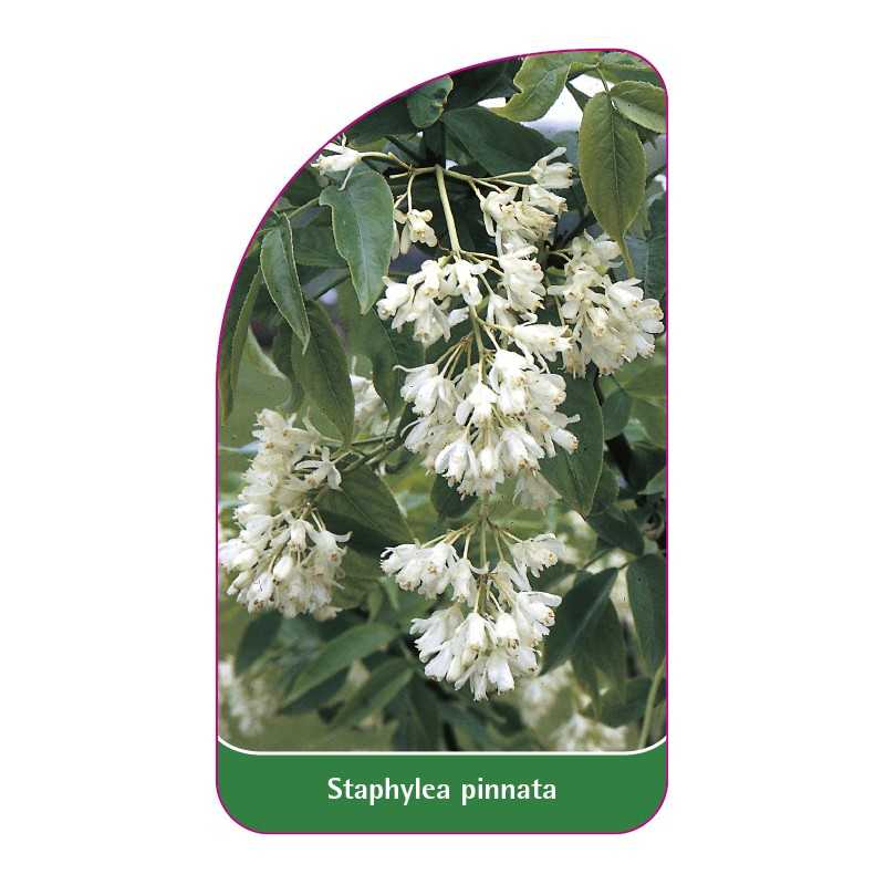 staphylea-pinnata1