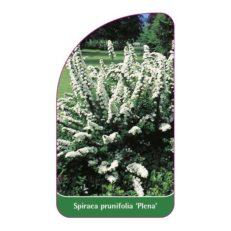 spiraea-prunifolia-plena-1