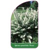 spiraea-prunifolia-plena-1