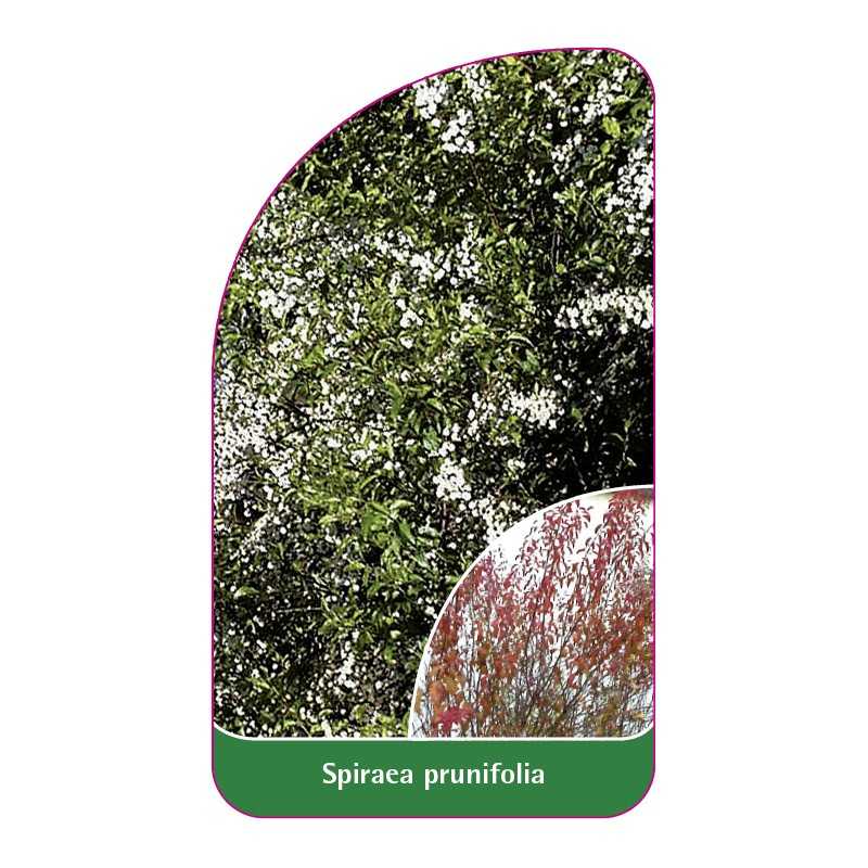 spiraea-prunifolia1
