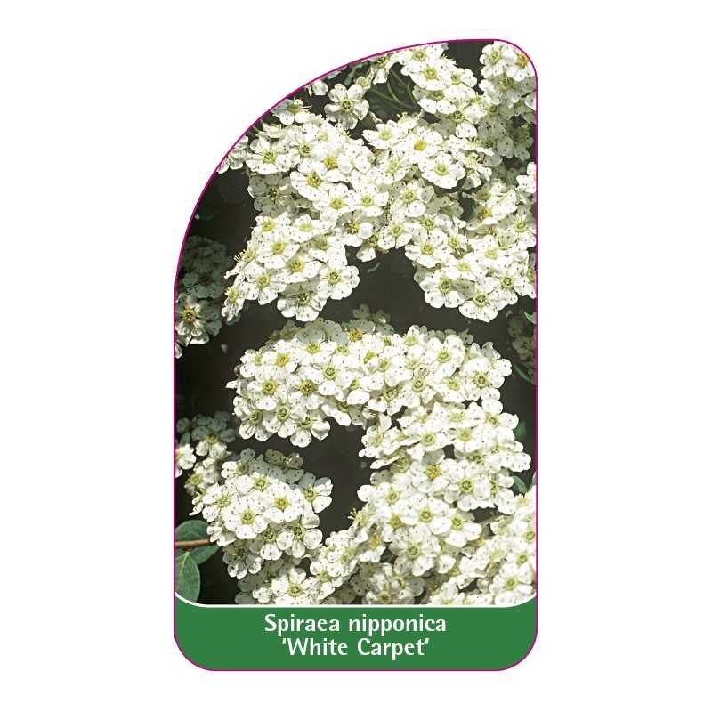 spiraea-nipponica-white-carpet-1