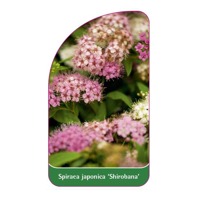 spiraea-japonica-shirobana-b1