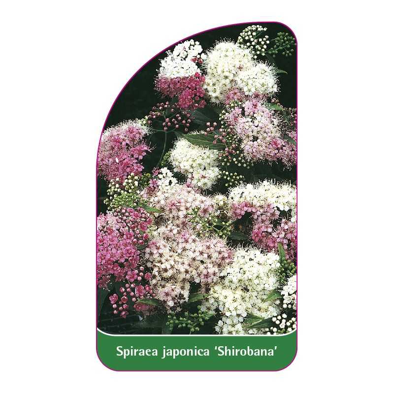 spiraea-japonica-shirobana-a1