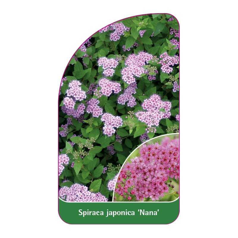 spiraea-japonica-nana-1