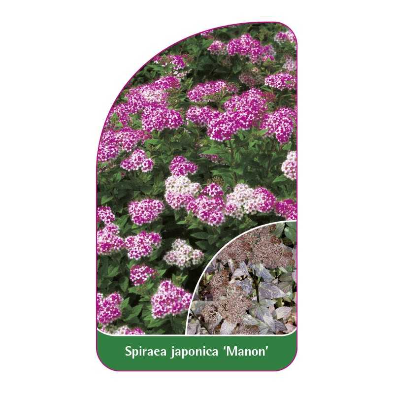 spiraea-japonica-manon-1