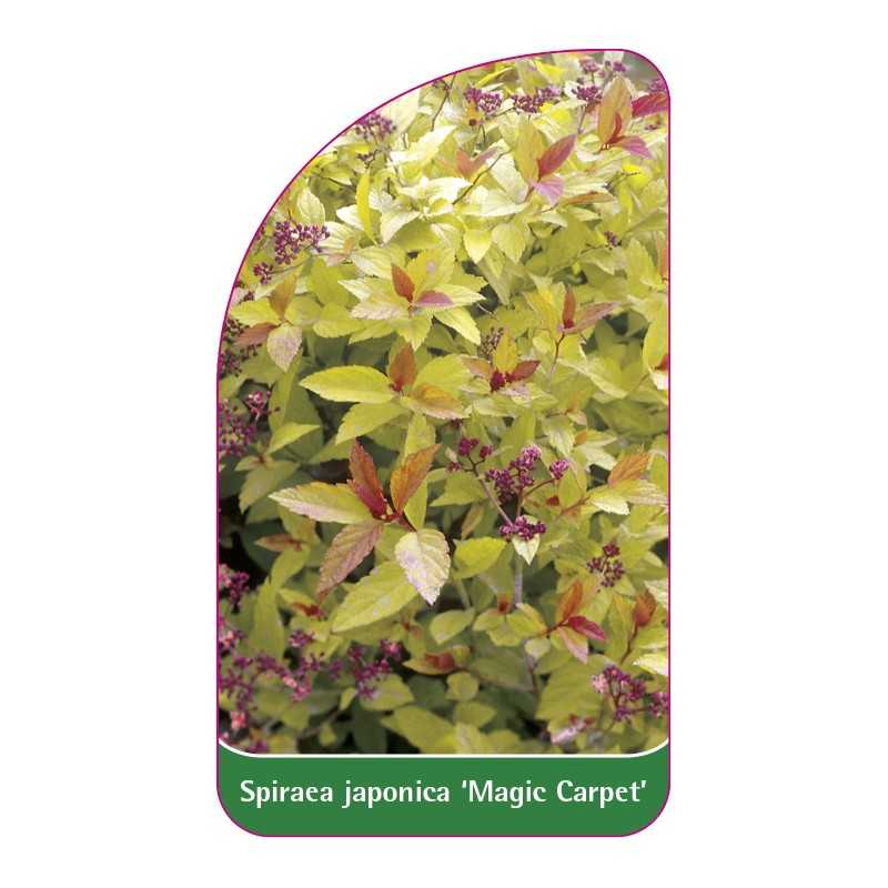 spiraea-japonica-magic-carpet-1