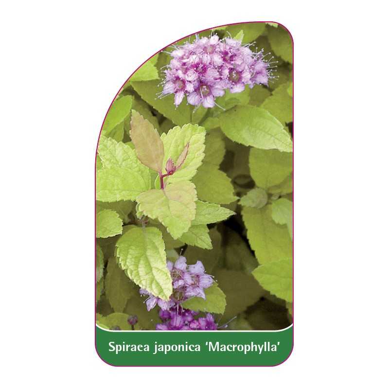 spiraea-japonica-macrophylla-1