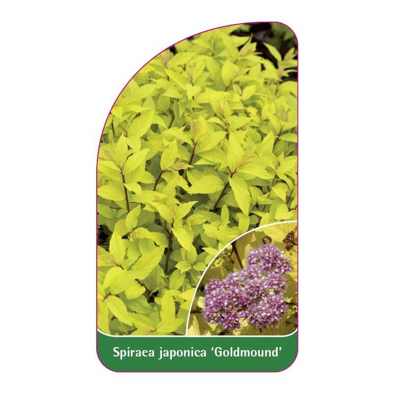 spiraea-japonica-goldmound-1