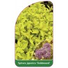 spiraea-japonica-goldmound-1