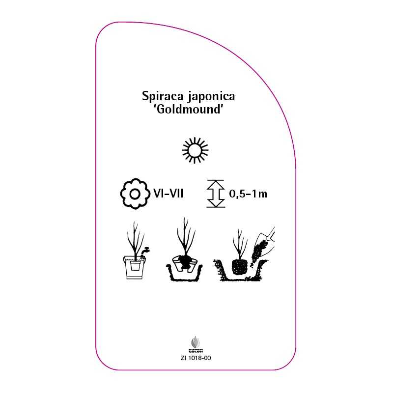 spiraea-japonica-goldmound-0
