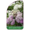 spiraea-japonica-genpei-1