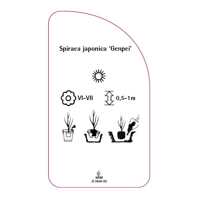 spiraea-japonica-genpei-0