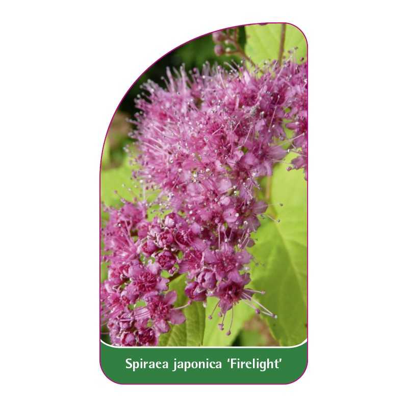 spiraea-japonica-firelight-1
