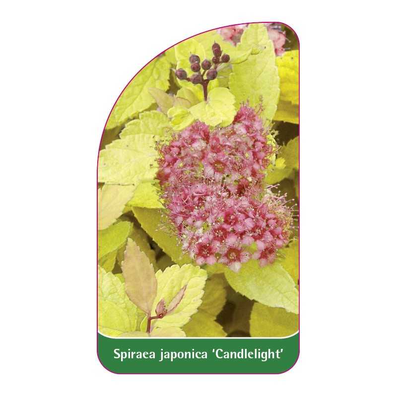 spiraea-japonica-candlelight-1
