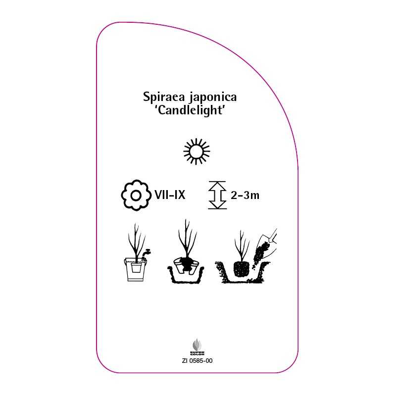 spiraea-japonica-candlelight-0