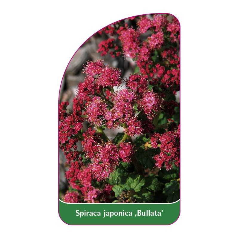spiraea-japonica-bullata-1