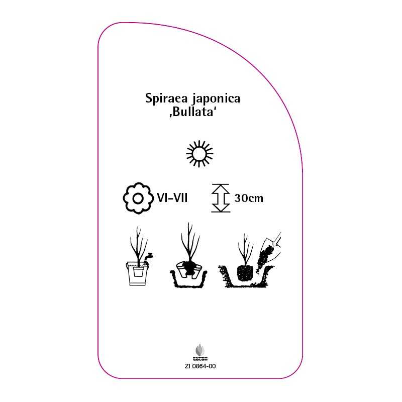 spiraea-japonica-bullata-0