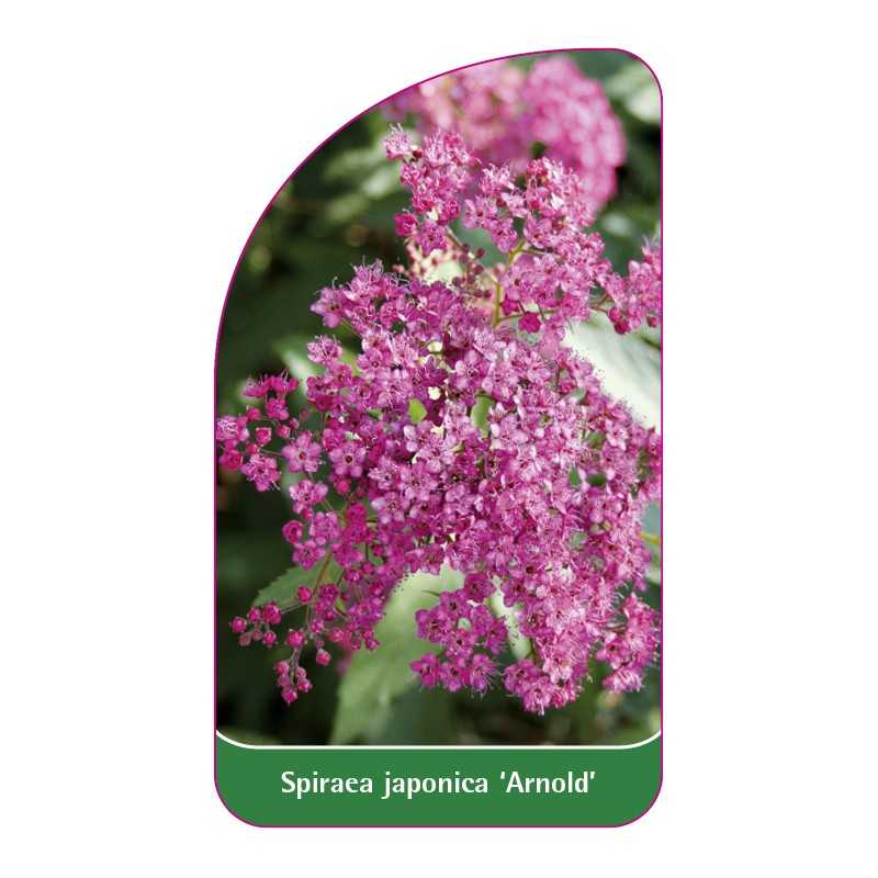 spiraea-japonica-arnold-1