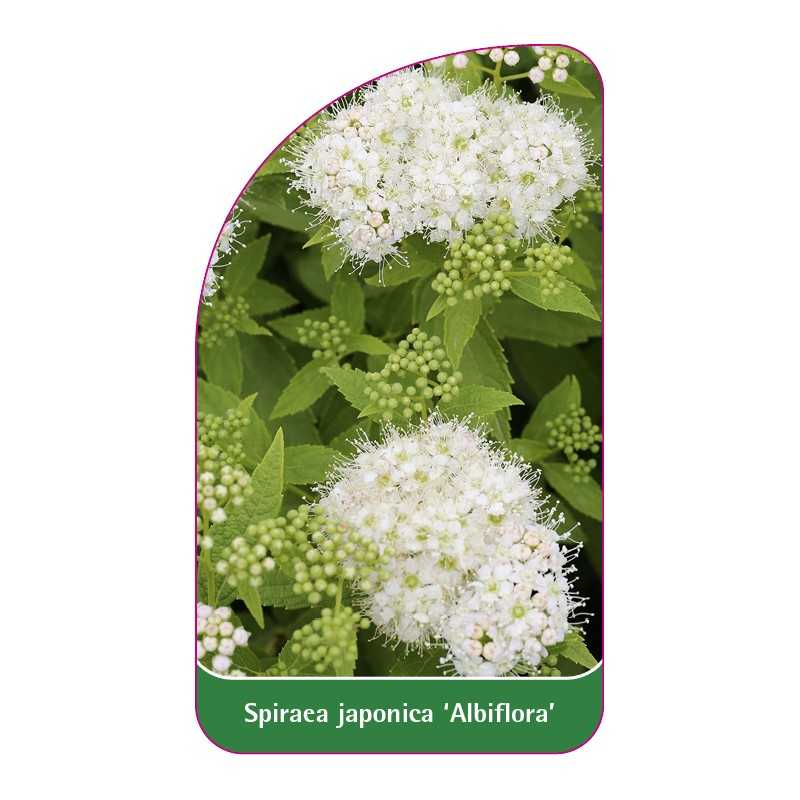 spiraea-japonica-albiflora-1