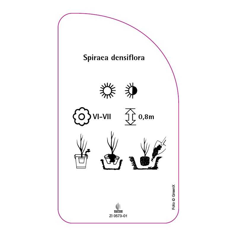spiraea-densiflora-b0