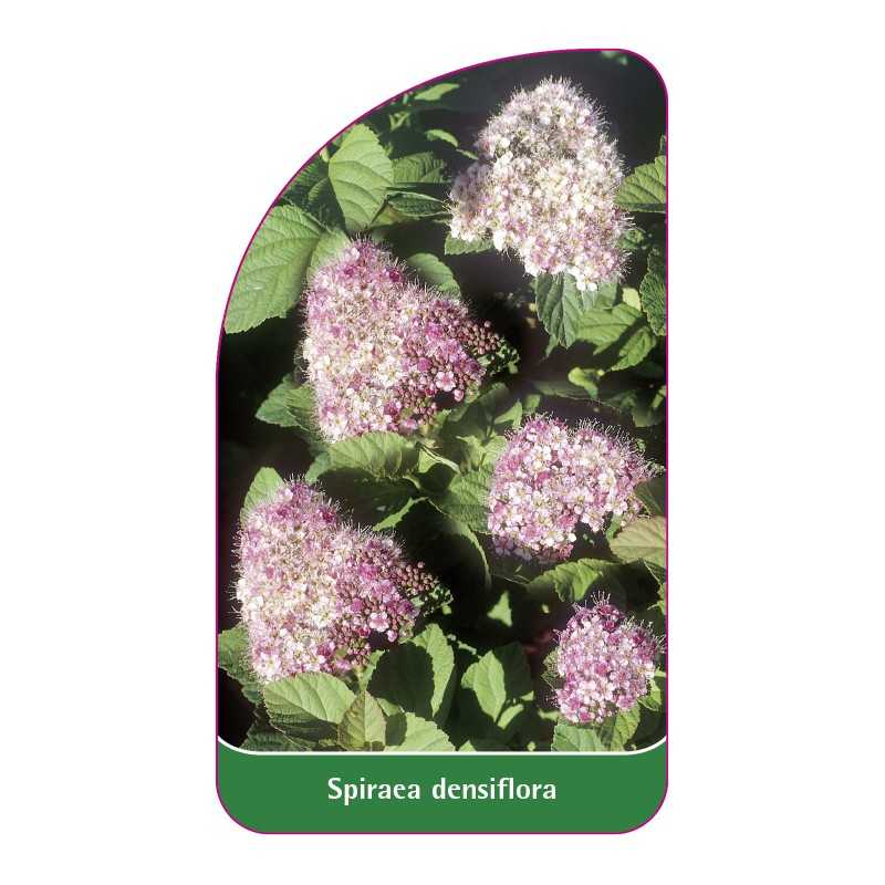 spiraea-densiflora-a1