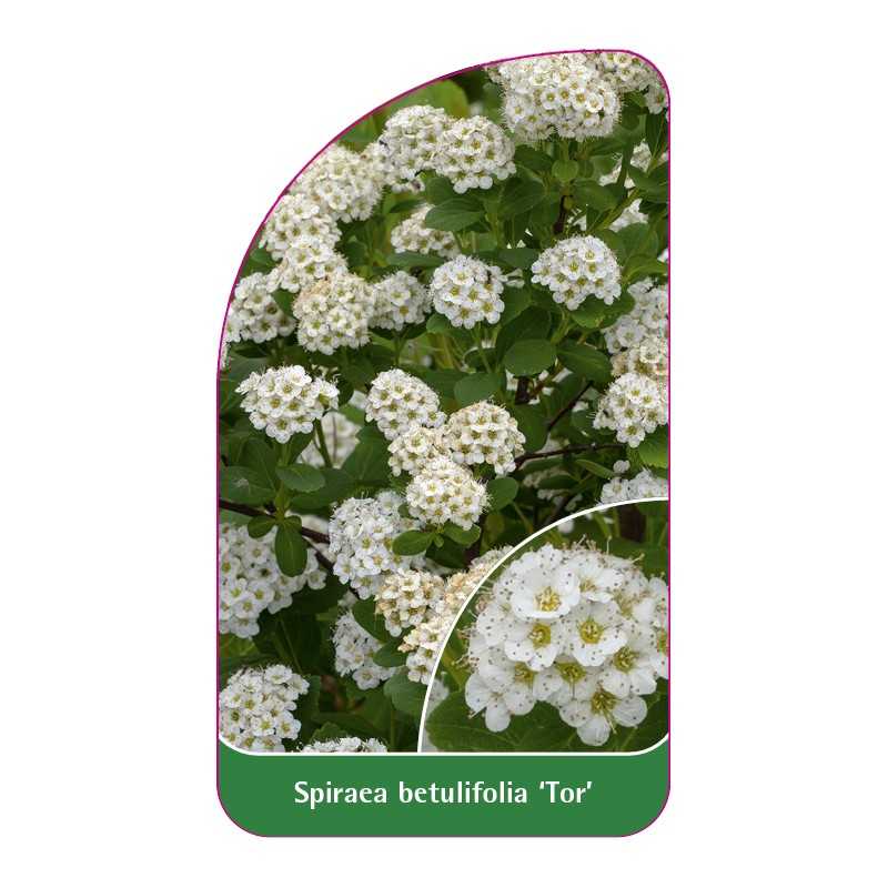 spiraea-betulifolia-tor-1