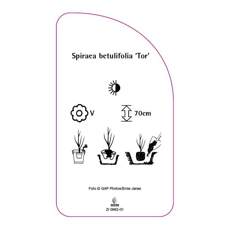 spiraea-betulifolia-tor-0