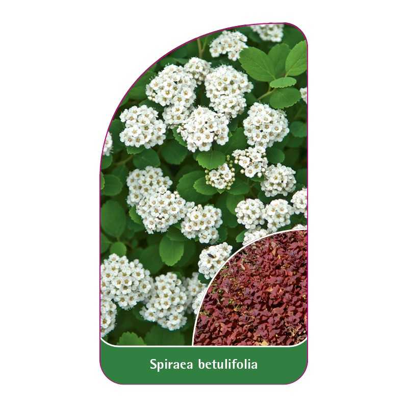 spiraea-betulifolia1