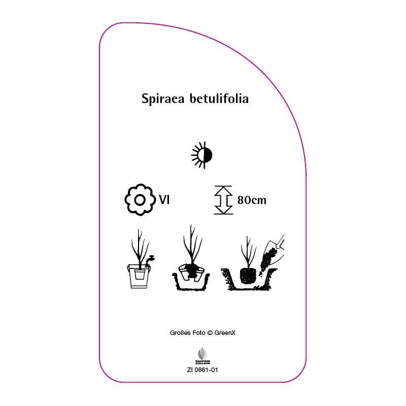 spiraea-betulifolia0